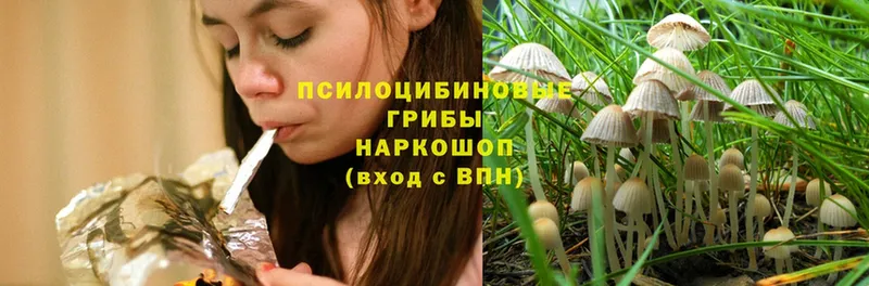 гидра как зайти  Мурманск  Галлюциногенные грибы Psilocybe 